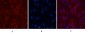 AMACR Monoclonal Antibody(4A12)